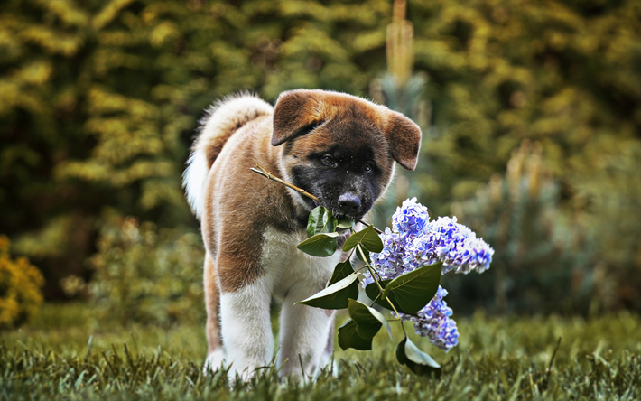 Pequeno Akita Inu, bokeh, filhote de cachorro, c&#227;es, animais de estima&#231;&#227;o, c&#227;o com flores, Akita Inu, animais fofos, Akita Inu Dog, Akita com flores