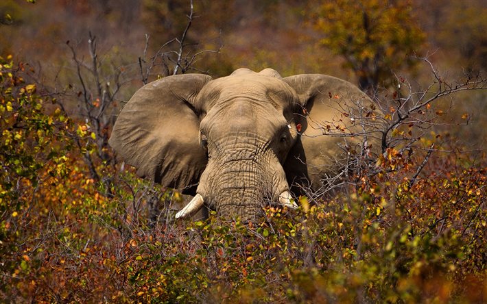 elefante in alberi, l&#39;elefante africano, Africa, cespugli, elefante, fauna selvatica, animali selvatici, elefanti