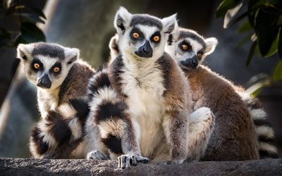 lemurer, vilda djur, djungel, Madagaskar, sommar, s&#228;llsynta djur