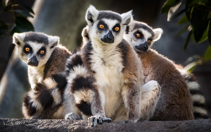 lemurs, wildlife, jungle, Madagascar, summer, rare animals