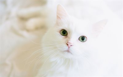 4k, Turkish Angora, heterochromia, cats, white cat, pets, Turkish Angora Cat