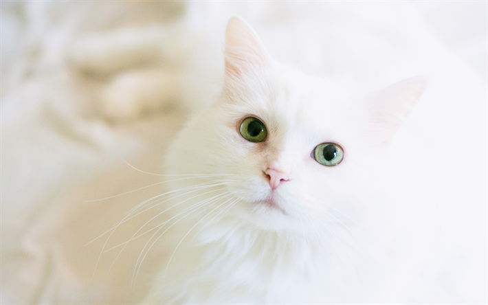 4k, Angora turc, heterochromia, chats, chat blanc, les animaux de compagnie, Chat Angora turc