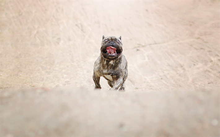 American Bully, angry dog, running dog, pets, dogs, cute animals, American Bully Dog
