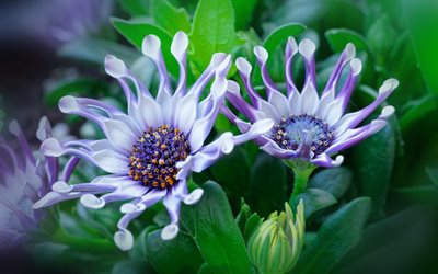 Osteospermum, African chamomile, violet flowers, Asters