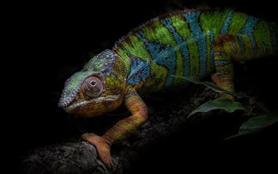chameleon, green lizard, branch, black background, reptiles