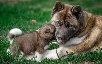 Akita, mother and cub, pets, dogs, small akita, puppy, cute animals, Akita Inu Dog