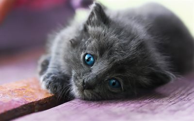 cinza pequeno gatinho, olhos azuis, animais bonitinho, gatos