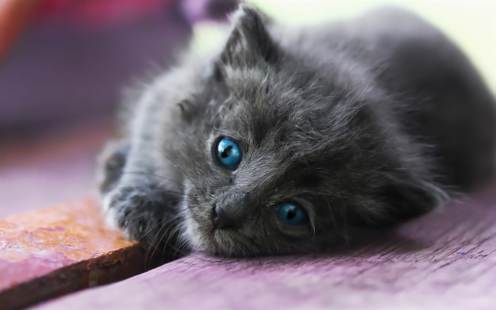 small gray kitten, blue eyes, cute little animals, cats