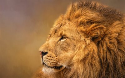 leone, Africa, predatore, wildlife, close-up, gatto selvatico, pericolosi animali Africani