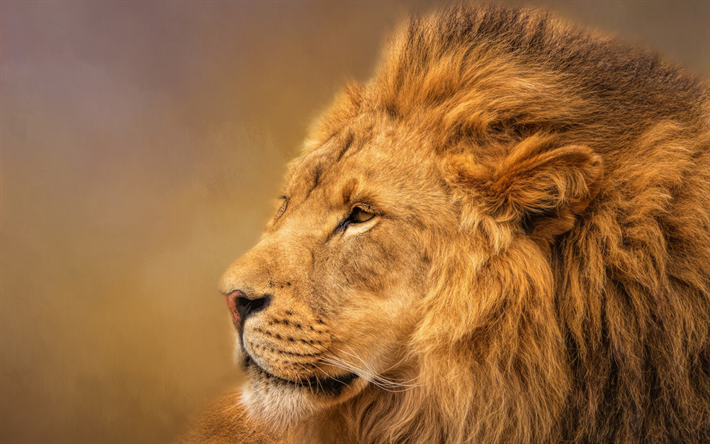 lejon, Afrika, rovdjur, vilda djur, close-up, vild katt, farliga Afrikanska djur