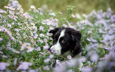 Border Collie, chamomile, pets, cute animals, bokeh, black border collie, dogs, Border Collie Dog
