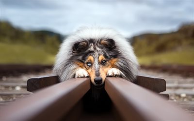 Rough Collie, bokeh, railway, cute animals, dogs, pets, Rough Collie Dog
