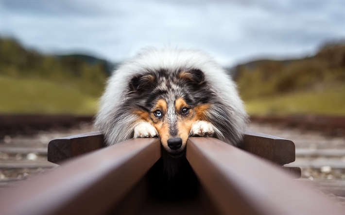 Rough Collie, bokeh, chemin de fer, des animaux mignons, les chiens, les animaux de compagnie, Rough Collie Chien