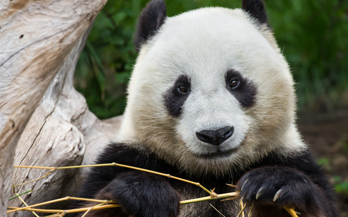 panda, bamboo, China, wildlife, big panda