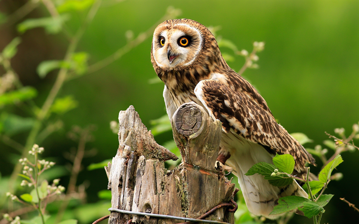 4k, Owl, forest, wildlife, predatory bird, Strigiformes