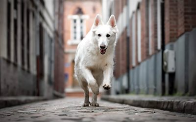 White Shepherd, street, pets, running dog, White Swiss Shepherd, dogs, Berger Blanc Suisse, White Shepherd Dog