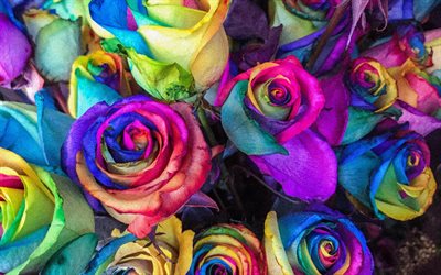 de colores rosas, capullos, ramo de flores, primer plano, arco iris, flores de colores, rosas