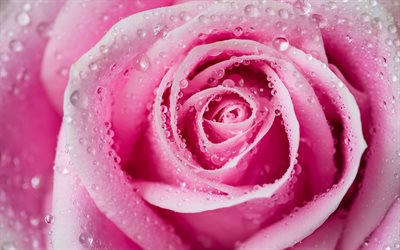 rosa cor de rosa, broto, gotas de &#225;gua, flor rosa, p&#233;talas cor-de-rosa