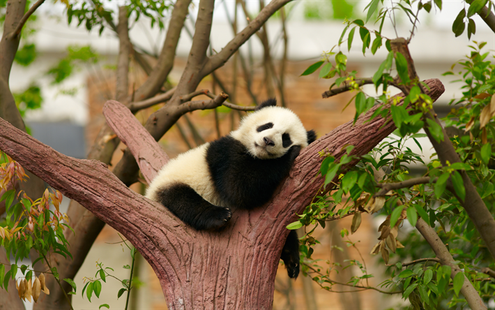 small panda, zoo, tree, cute animals, sleeping panda, bears, Ailuropoda, panda on tree