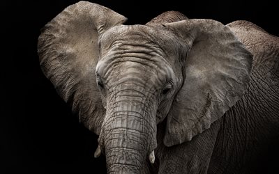 elefant, Afrika, svart bakgrund, vilda djur, Afrikansk elefant