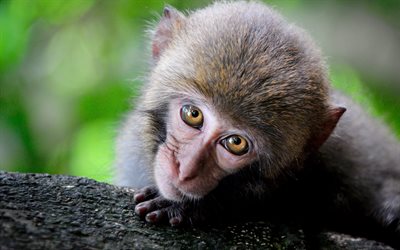 Monkey, close-up, cub, bokeh, cute animals, Macaca Fascicularis, wildlife