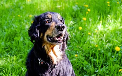 Hovawart, la hierba verde, los perros, de cerca, el perro negro, c&#233;sped, mascotas, Hovawart Perro