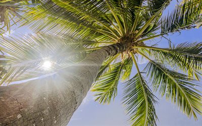 palm, vista inferior, c&#233;u azul, folhas de palmeiras contra o c&#233;u, palmeira, ver&#227;o, ilhas tropicais