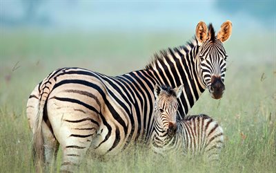 zebras family, savannah, mother and cubs, Africa, cute animals, wildlife, zebras, Equus quagga