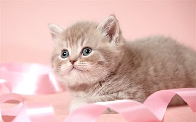 かわいい子猫, 描灰色猫, かわいい動物たち, ペット, ピンクリボン, 猫