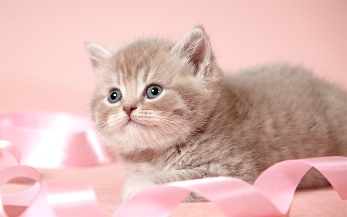 Cute kitten, furry gray kitten, cute animals, pets, pink ribbon, Cats