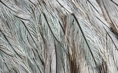 gray feathers, 4k, macro, feathers backgrounds, background with feathers, feathers textures, gray feathers background, feathers patterns
