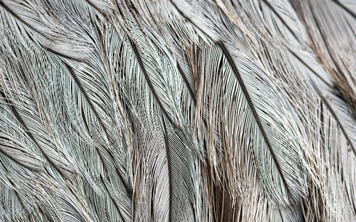 plumas grises, 4k, macro, plumas de fondos, fondo con plumas, plumas de texturas, plumaje gris de fondo, las plumas de los patrones de