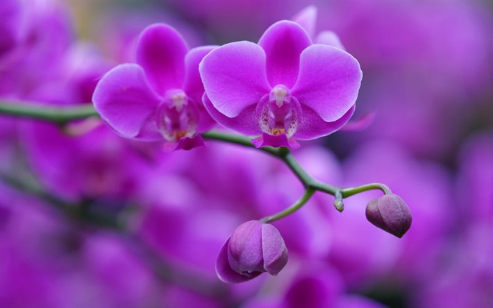 Download Wallpapers Purple Orchid Purple Floral Background Orchids Beautiful Flowers Orchid 7631