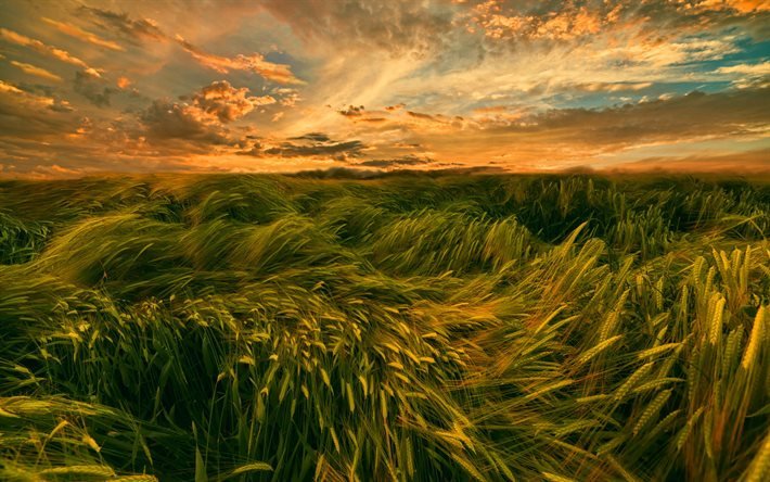 campo de trigo, p&#244;r do sol, vento tempestuoso, ver&#227;o, trigo jovem, campos, bela natureza, trigo