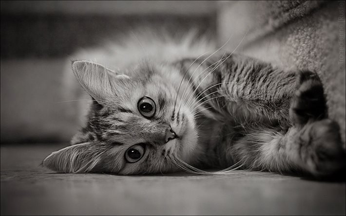 kitty, floor, pose