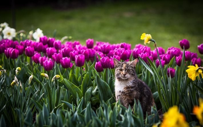 gato, los tulipanes, la naturaleza