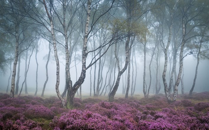 forest, derbyshire, morning mist, heather, england