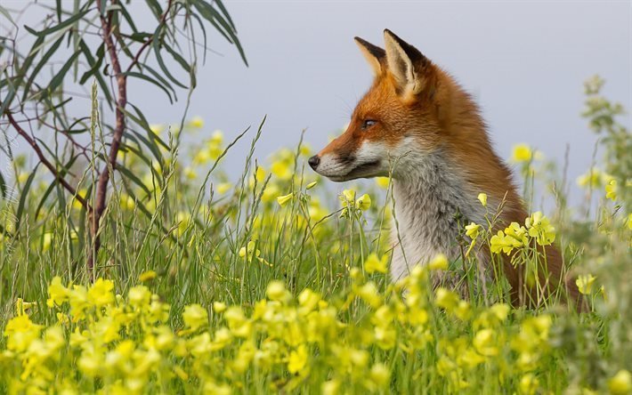 a fauna, campo, a vida selvagem, grama, fox