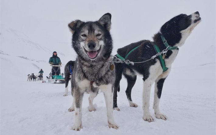dog sled, leader, island of spitsbergen