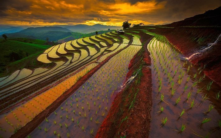rice field, sunset, thailand