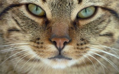 animais de estima&#231;&#227;o, gato cinzento, rosto, close-up