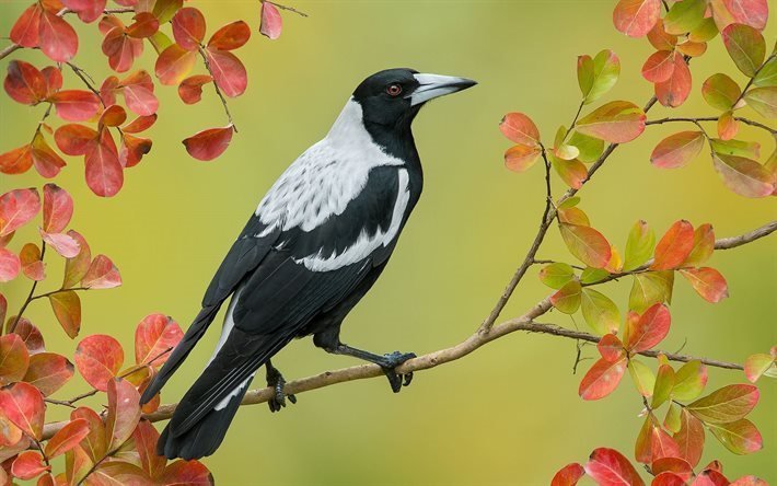 cracticus tibicen, crow-whistler, australien