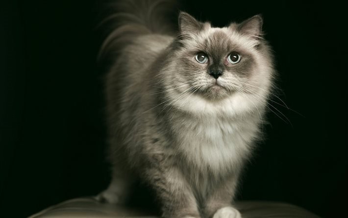 mascota, esponjoso gato, retrato