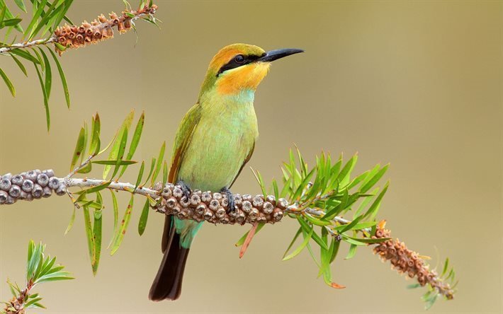 merops ornatus, bird, rainbow bee-eater, australia, tasmania