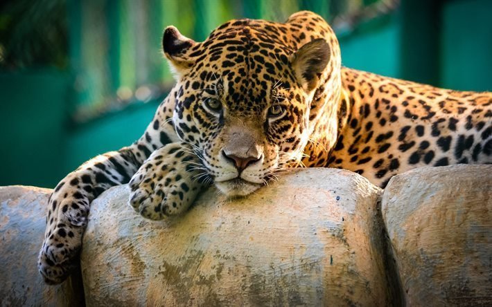 predador, o gato selvagem, leopard