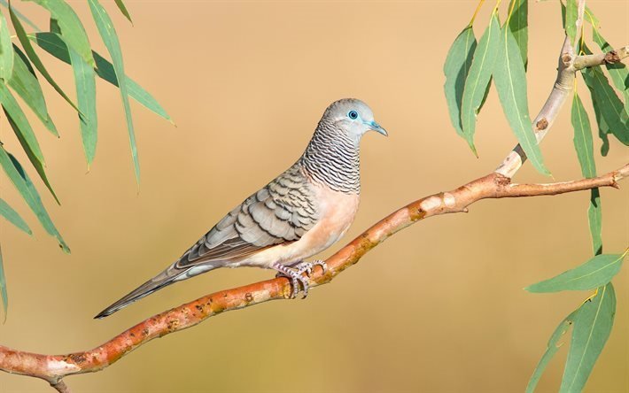la fauna australiana, las palomas, geopela placida