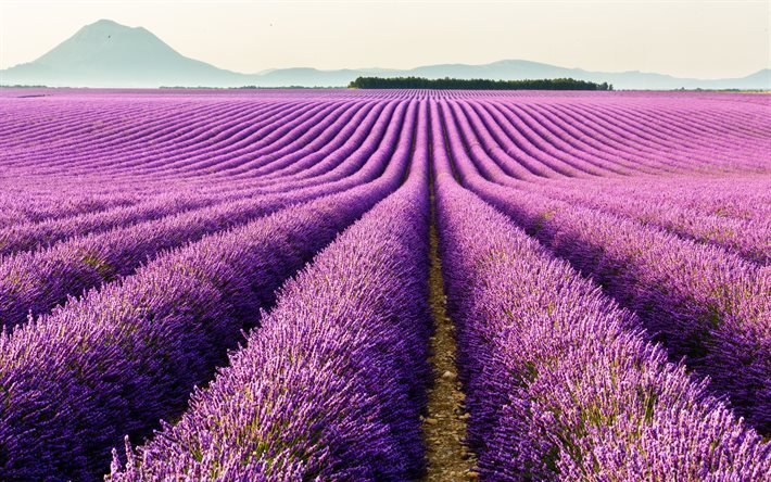 lavender field, provence, france