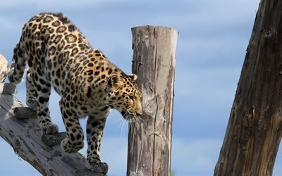 amur leoparı, doncaster hayvanat bah&#231;esi, ingiltere