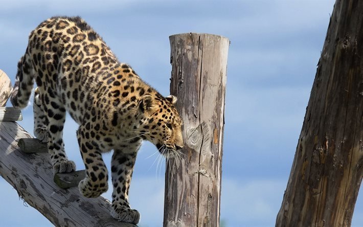 o leopardo de amur, doncaster zoo, inglaterra