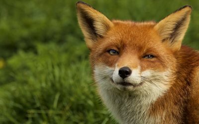 fox, smyg titt, vilda djur